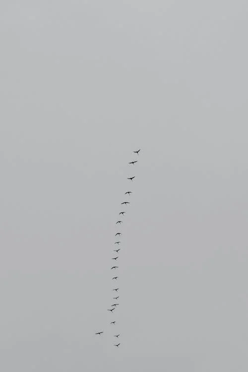 migrating birds in a line